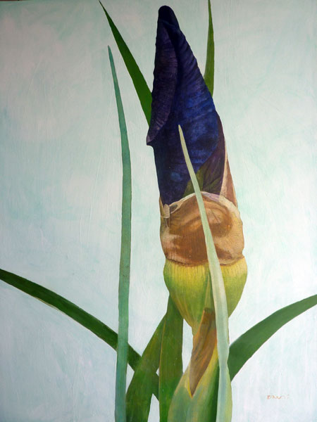 Blooming Iris, Provence - Painting Archive | Graham Davis Paintings